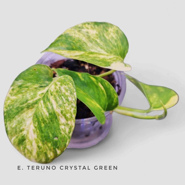 Product image of  Epipremnum Teruno Grystal Green (pistokas)