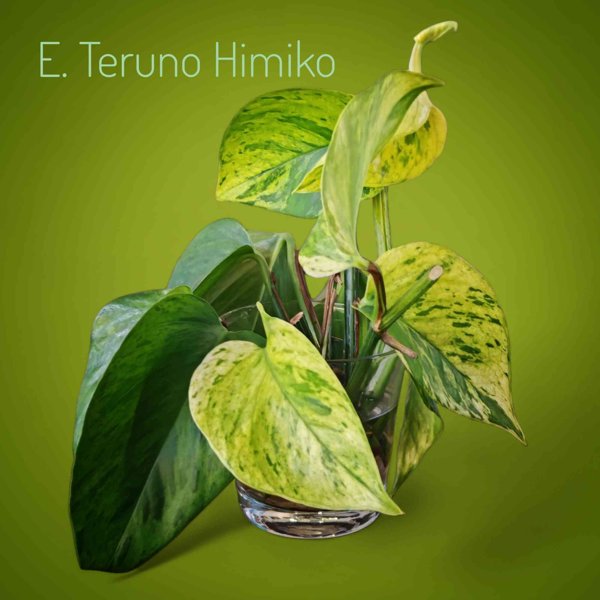 Product image of  Epipremnum Himiko (juurellinen pistokas)