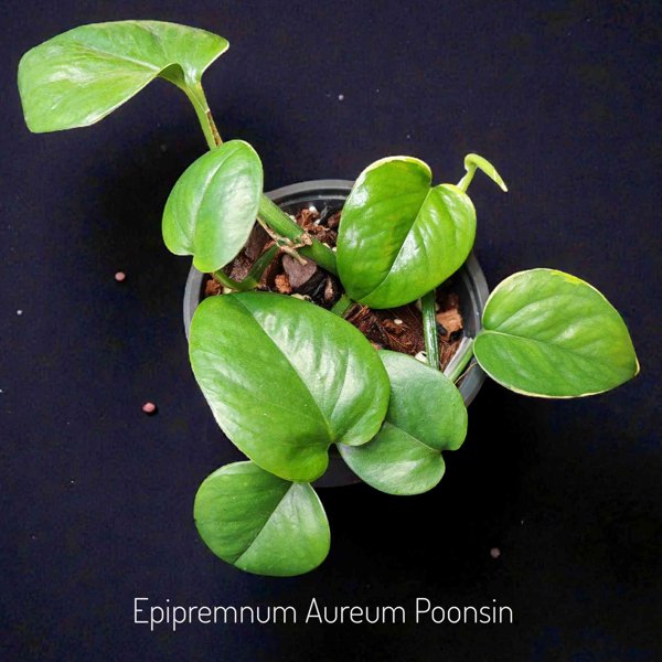 Product image of  Epipremnum Aureum Poonsin