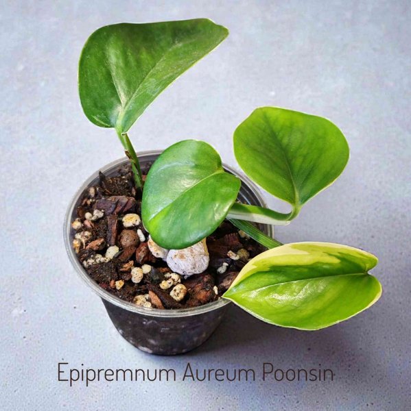 Product image of  Epipremnum Aureum Poonsin