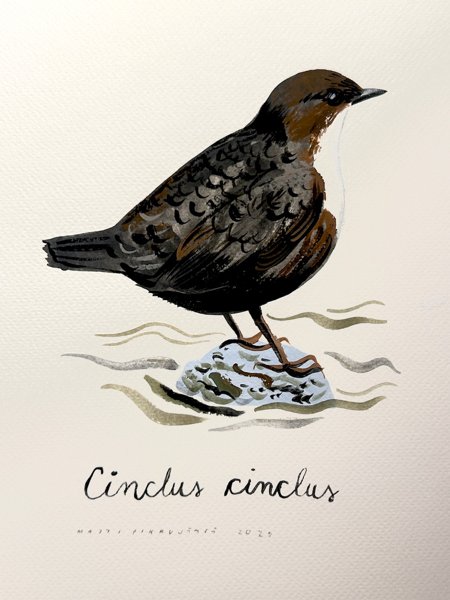 Product image of  Koskikara / Cinclus cinclus / No. 7