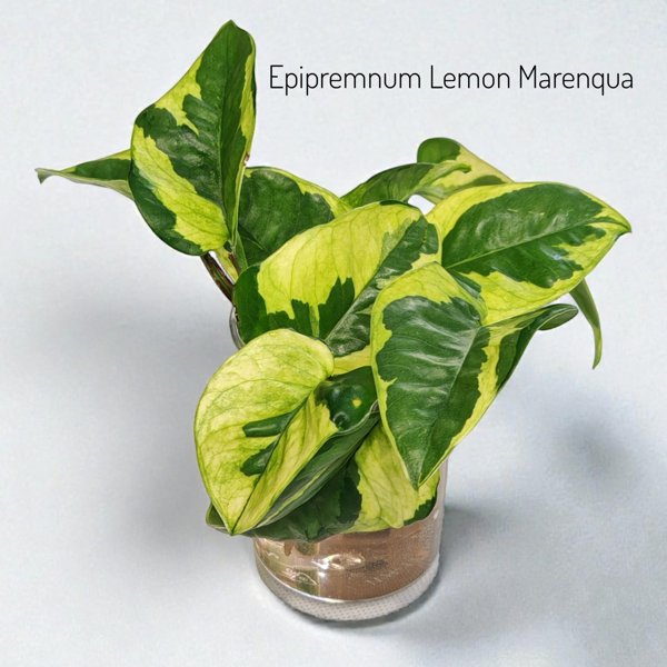 Product image of  Epipremnum aureum Lemon Marenque