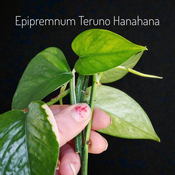 Product image of  Epipremnum Teruno Hanahana (pistokas)