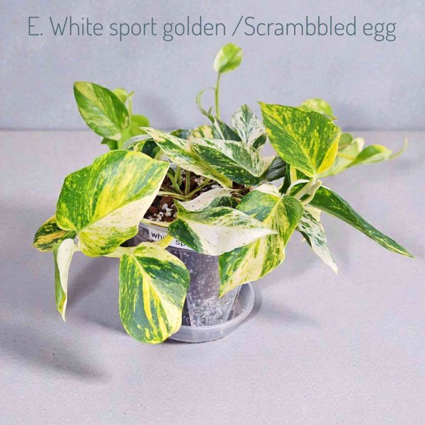 Product image of  Epipremnum White Sport Golden / Scrambbled Egg (pistokas)