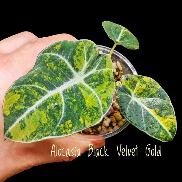 Product image of  Alocasia Black Velvet Gold (Mukula)