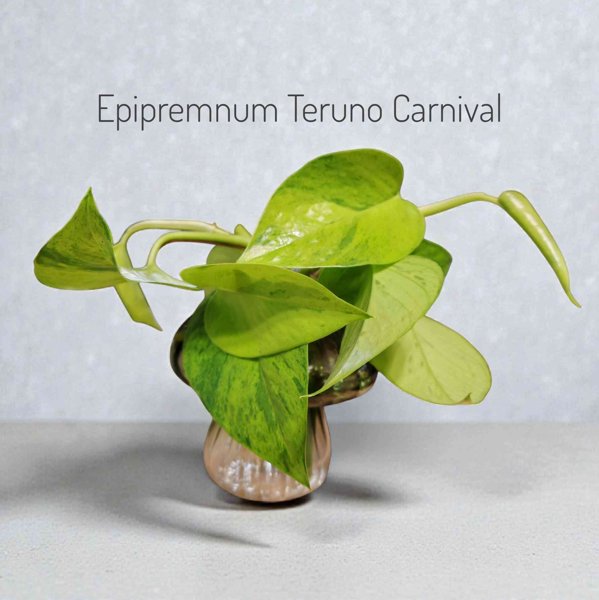 Product image of  Epipremnum Teruno Carnival (pistokas)