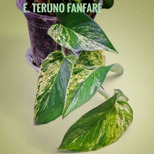 Product image of  Epipremnum Teruno Fanfare (pistokkaat)