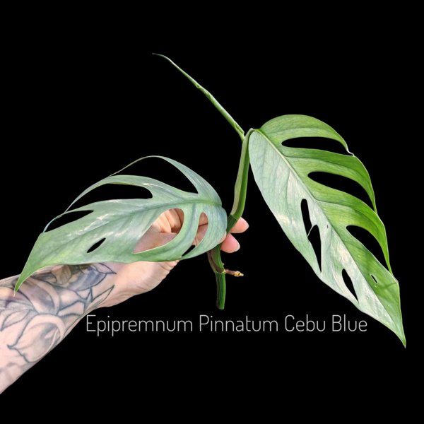 Product image of  Epipremnum Pinnatum Cebu Blue (pistokas)