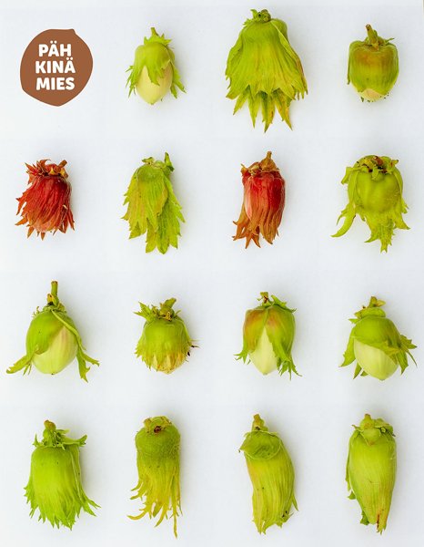 Product image of  Pähkinäkurssi 30.8.2026 (Laitila & Pyhäranta)