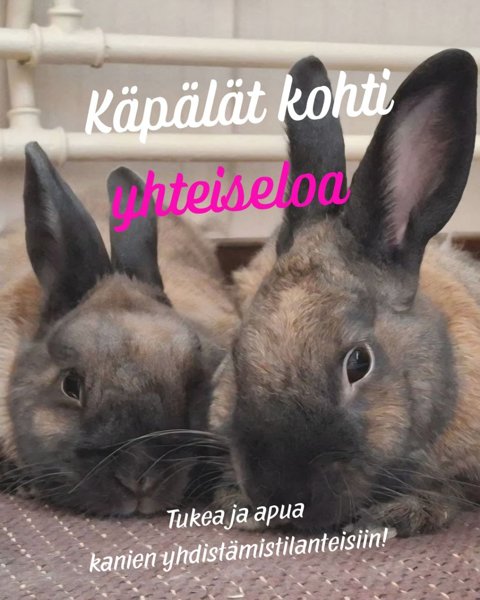 Product image of Käpälät kohti yhteiseloa - kanien yhdistämispaketti