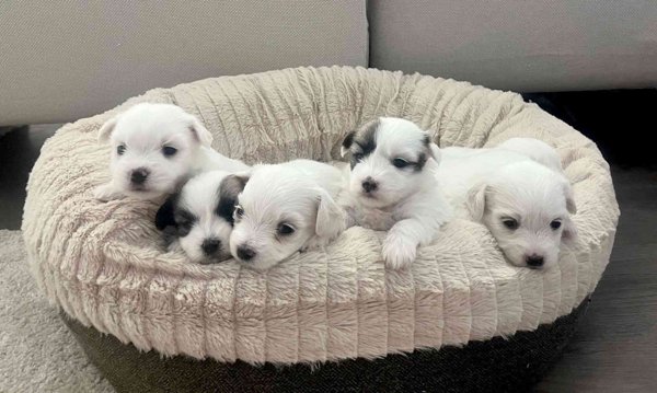 Product image of  Su 15.2.2026 klo13.15-14.15