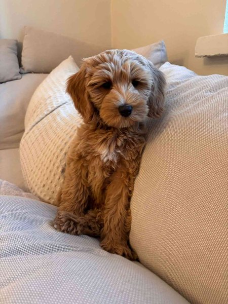 Product image of  La 7.2.2026 klo12-13