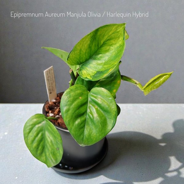Product image of  Epipremnum aureum Manjula Olivia / Harlequin Hybrid