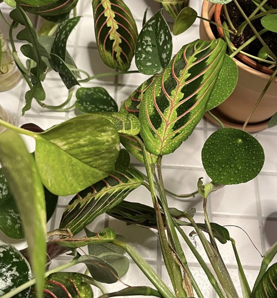 Product image of  POP UP: Studio Sula & Kasviterraario 12.4.