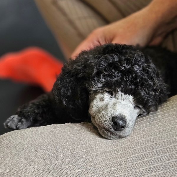 Product image of  Puppy Relax, Su 8.3. klo 10-11