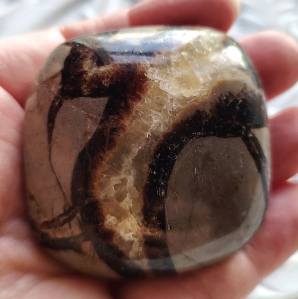 Product image of  Pullea kämmenkivi, Septarian 2