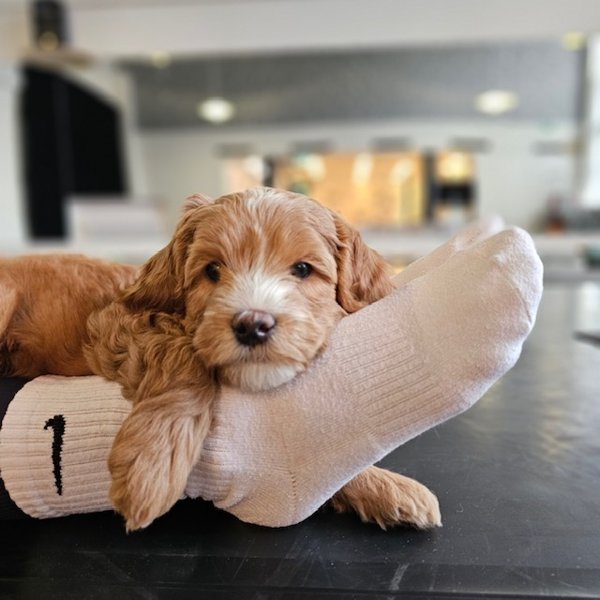 Product image of  Puppy Relax, La 21.3. klo 11.30-12.30