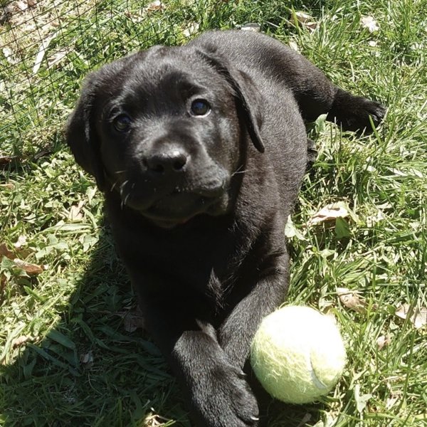 Product image of  Puppy Relax, La 14.3. klo 14-15