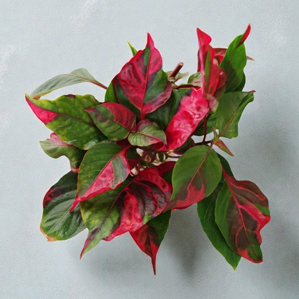 Product image of Alternanthera ficoidea Party Time "Papukaijalehti"