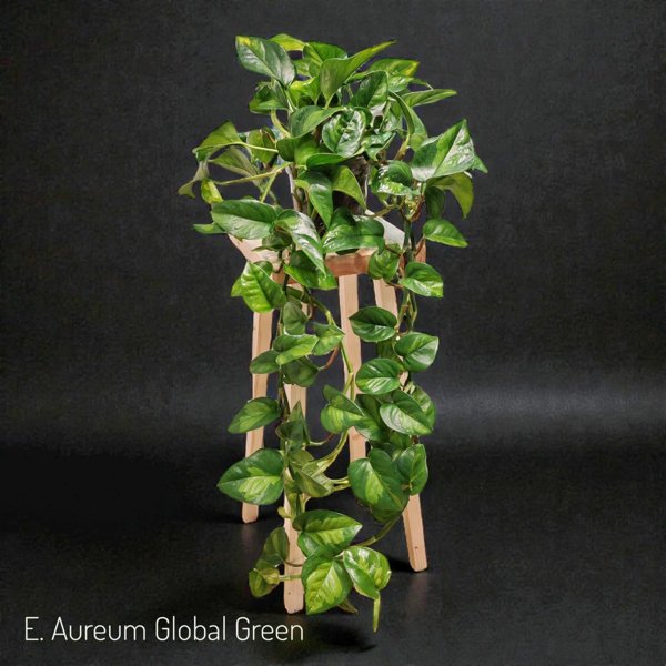 Product image of  Epipremnum aureum Global Green