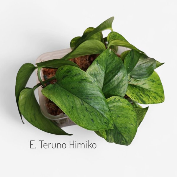 Product image of  Epipremnum Teruno Himiko