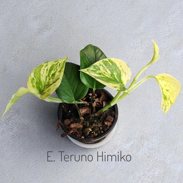 Product image of  Epipremnum Teruno Himiko