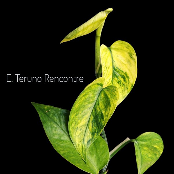Product image of  Epipremnum Teruno Rencontre (pistokas)