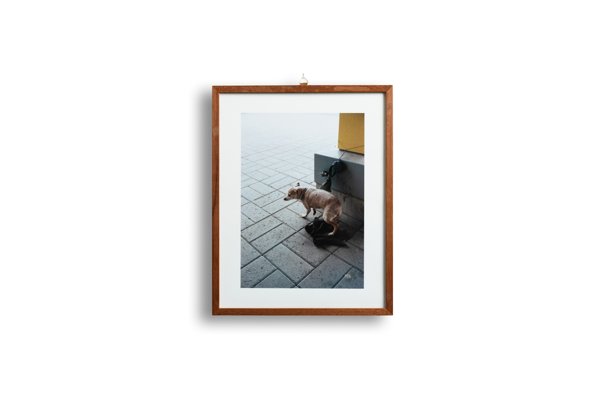 Product image of  Koira Alepan edessä