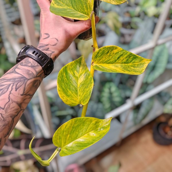 Product image of  Epipremnum Alta Voltagem (2-lehden pistokas)
