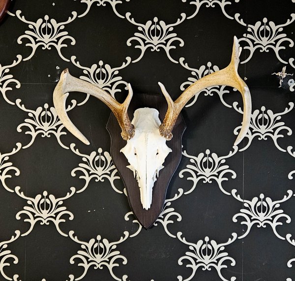 Product image of  Valkohäntäpeuran kallotrofee (nro 19)