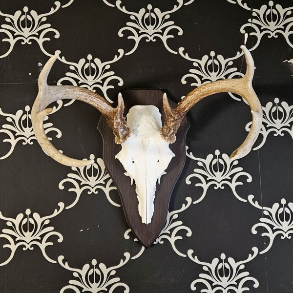 Product image of  Valkohäntäpeuran kallotrofee (nro 18)