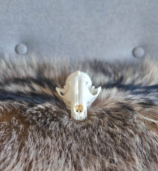 Product image of  Ketun kallo (nro 22)