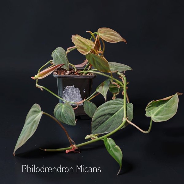 Product image of Philodendron Micans