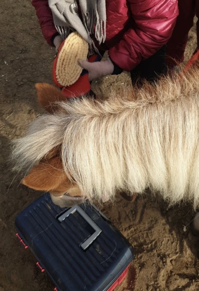 Product image of Hevosavusteinen toiminta 60 min.