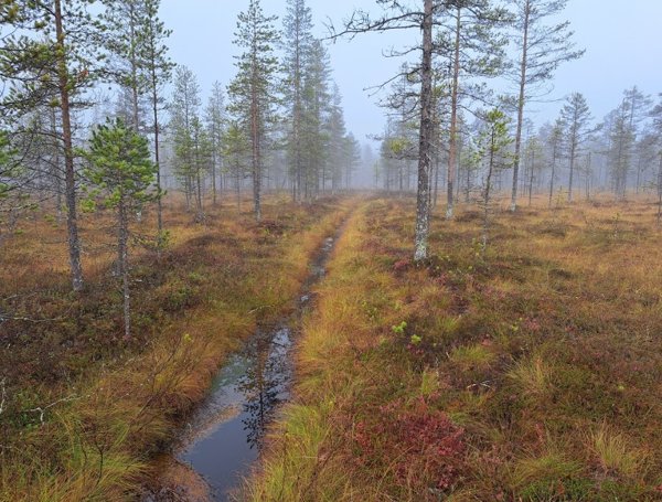 Product image of  Luontoteko, Nuottijoki (aari)