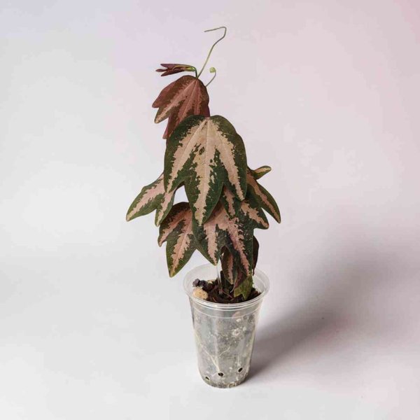 Product image of Passiflora trifasciata