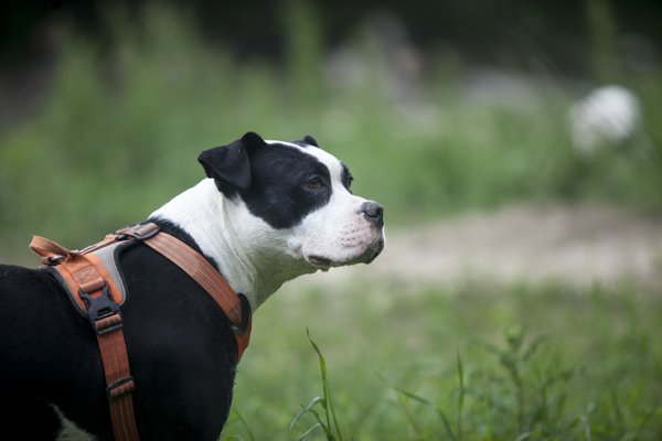 Product image of  Mörköjä lenkkipolulla