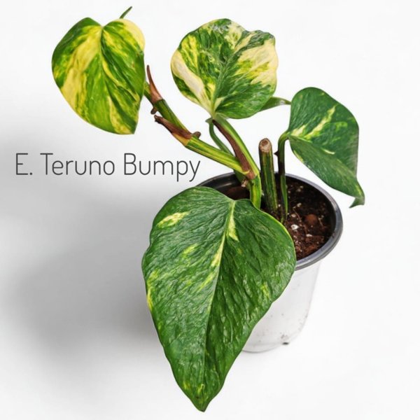 Product image of  Epipremnum Teruno Bumpy