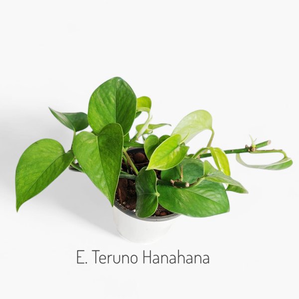 Product image of  Epipremnum Teruno Hanahana