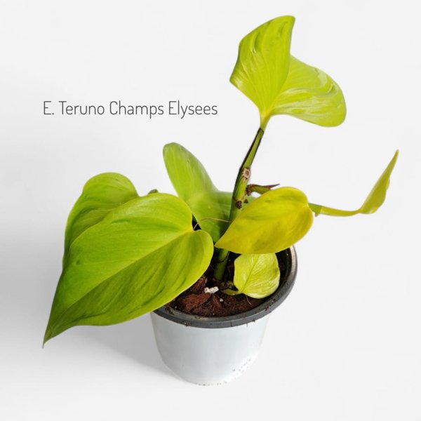 Product image of  Epipremnum Teruno Champs Elysees