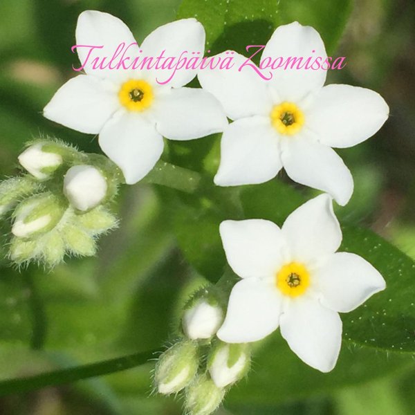 Product image of Tulkintapäivä Zoomissa pe 20.3. klo 11-11.30