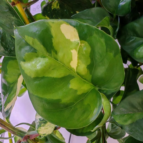 Product image of  Epipremnum aureum Global Green (pistokas)