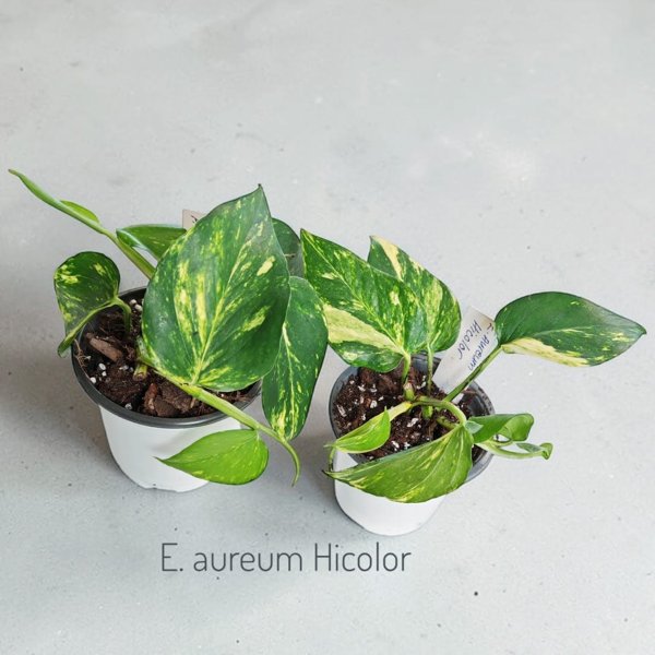 Product image of  Epipremnum aureum Hicolor