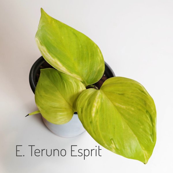 Product image of  Epipremnum Teruno Esprit