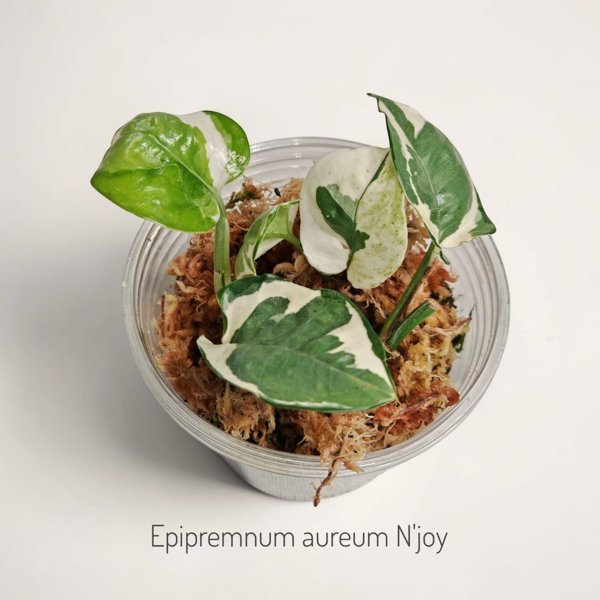 Product image of  Epipremnun aureum N´joy (pistokas)