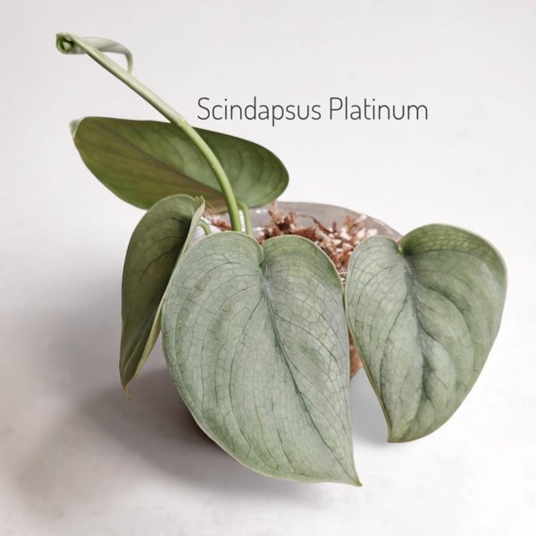 Product image of Scindapsus Platinum (pistokas)