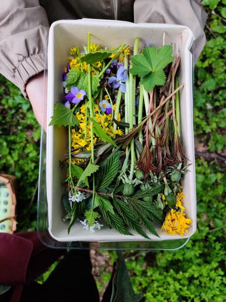 Product image of  Kevään 2026 kaikki villiyrttiwebinaarit