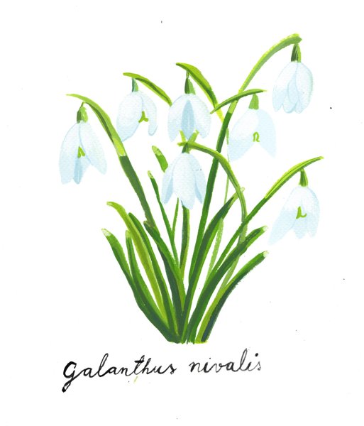 Product image of  Galanthus nivalis • Lumikello