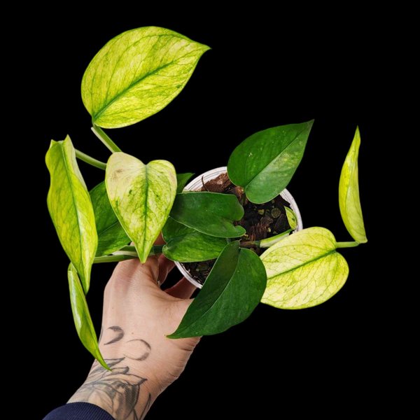 Product image of  EPIPREMNUM TERUNO AMAZON