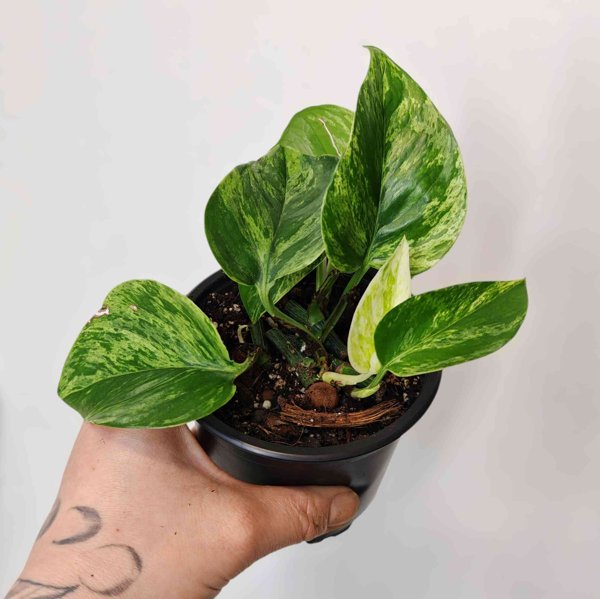 Product image of  Epipremnum Aureum Marble Queen